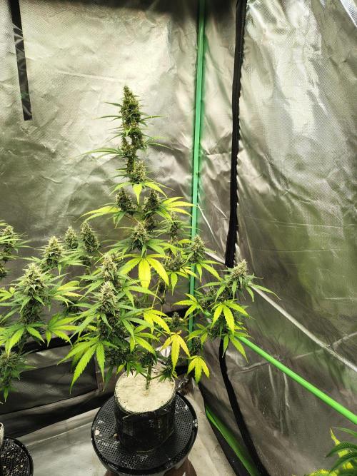 Cherry Cookies Auto. Week 9