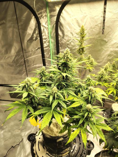 Cherry Cookies Auto. Week 9