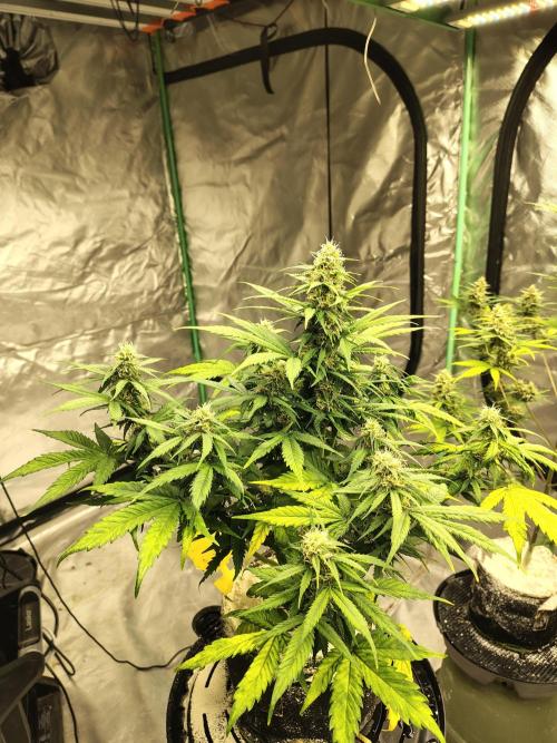 Cherry Cookies Auto. Week 9