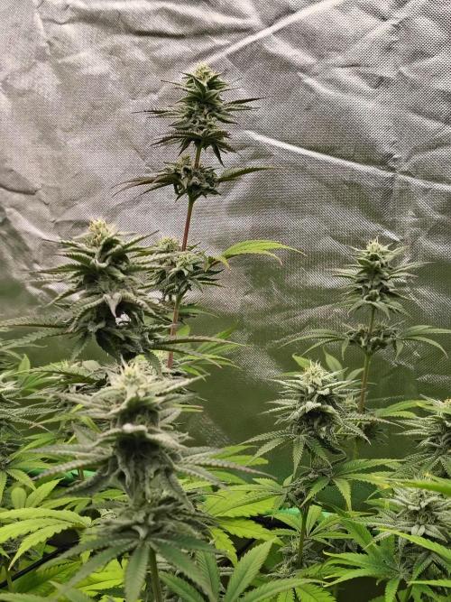 Toad island S1. Week 10