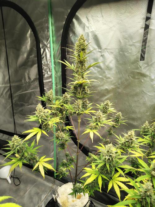 Cherry Cookies Auto. Week 9 - D66