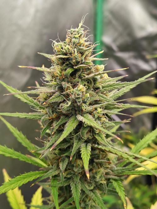Cherry Cookies Auto. Week 9 - D66