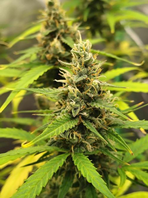 Cherry Cookies Auto. Week 9 - D66