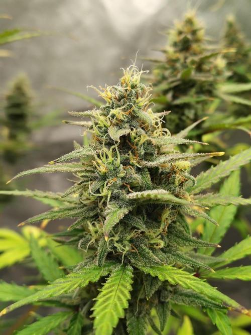 Cherry Cookies Auto. Week 9 - D66