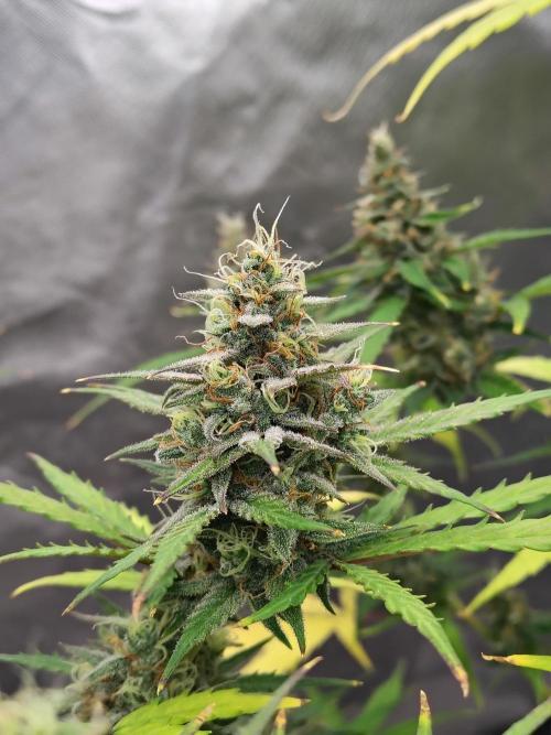 Cherry Cookies Auto. Week 9 - D66
