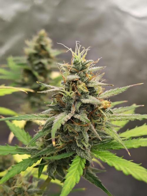 Cherry Cookies Auto. Week 9 - D66