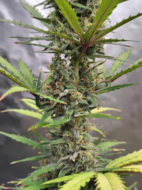 Cherry Cookies Auto. Week 9 - D66