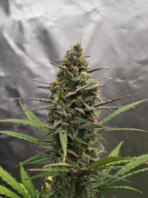 Cherry Cookies Auto. Week 9 - D66
