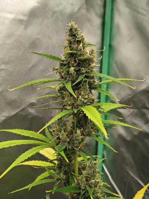 Cherry Cookies Auto. Week 9 - D66