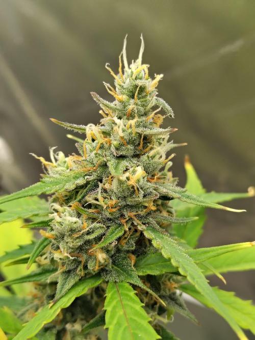 Cherry Cookies Auto. Week 9 - D66