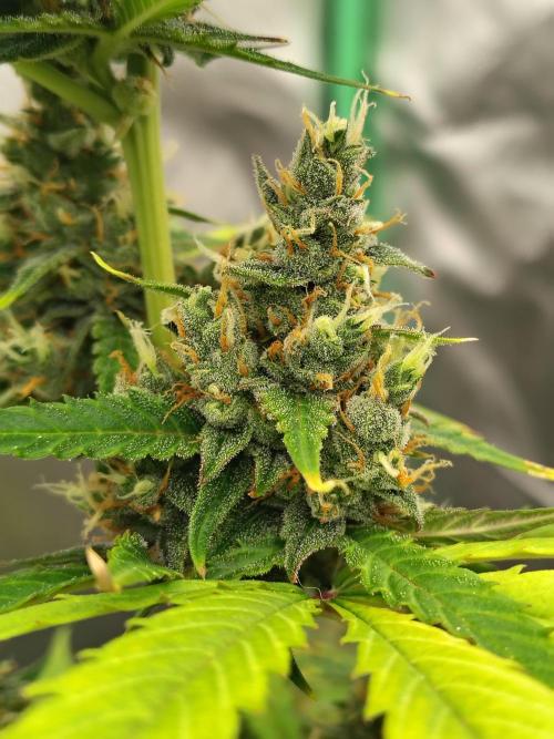 Cherry Cookies Auto. Week 9 - D66