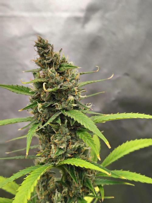 Cherry Cookies Auto. Week 9 - D66