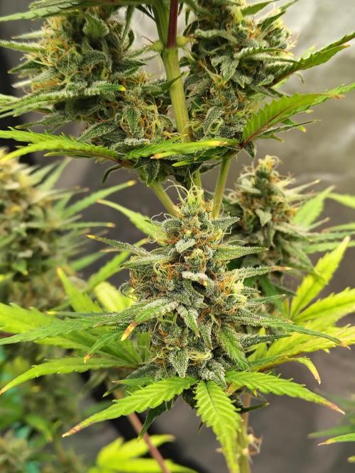 Cherry Cookies Auto. Week 9 - D66