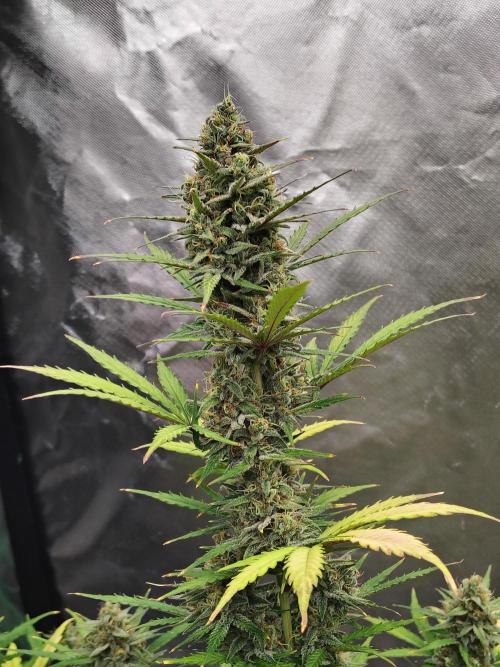 Cherry Cookies Auto. Week 9 - D66