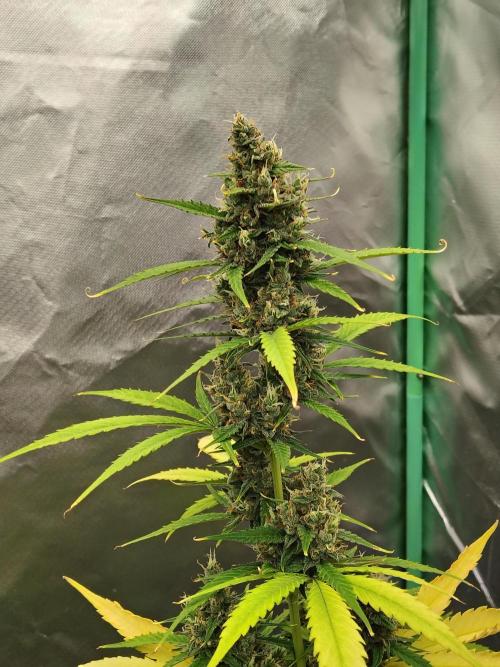 Cherry Cookies Auto. Week 9 - D66