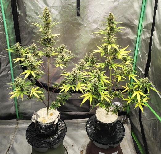 Cherry Cookies Auto. Week 9 - D66
