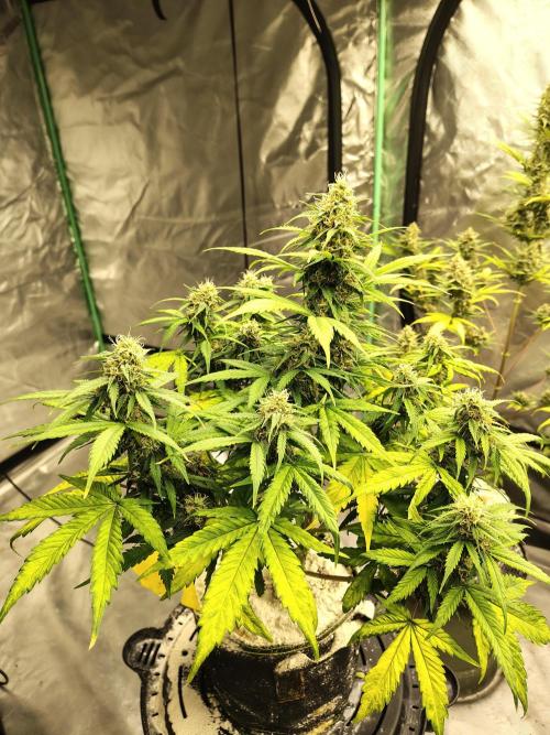Cherry Cookies Auto. Week 9 - D66