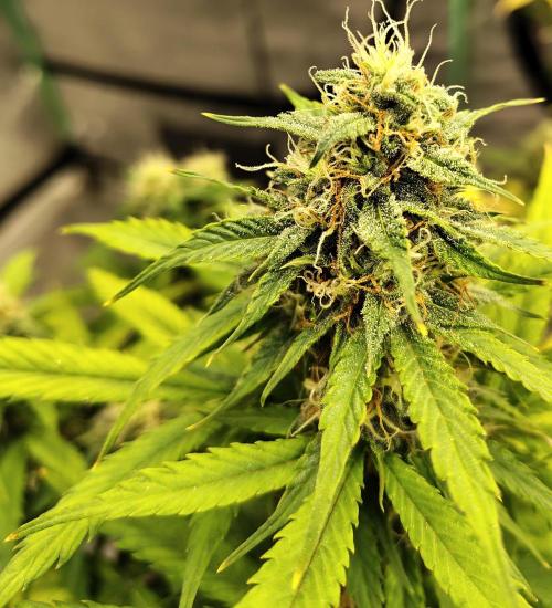 Cherry Cookies Auto. Week 9 - D66
