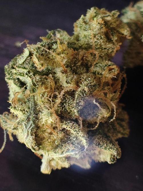 Mango Sherb S1. Week 13