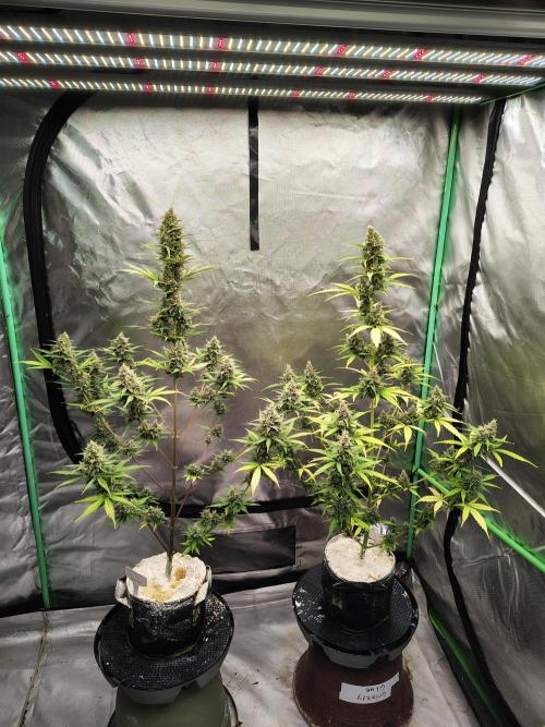 Cherry Cookies Auto. Week 10