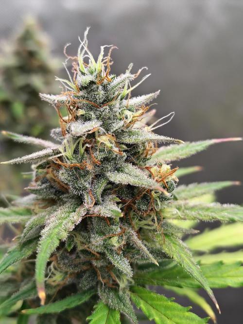 Cherry Cookies Auto. Week 10