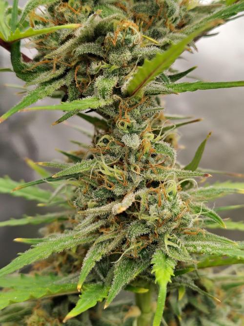Cherry Cookies Auto. Week 10