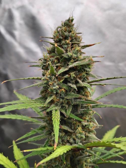 Cherry Cookies Auto. Week 10