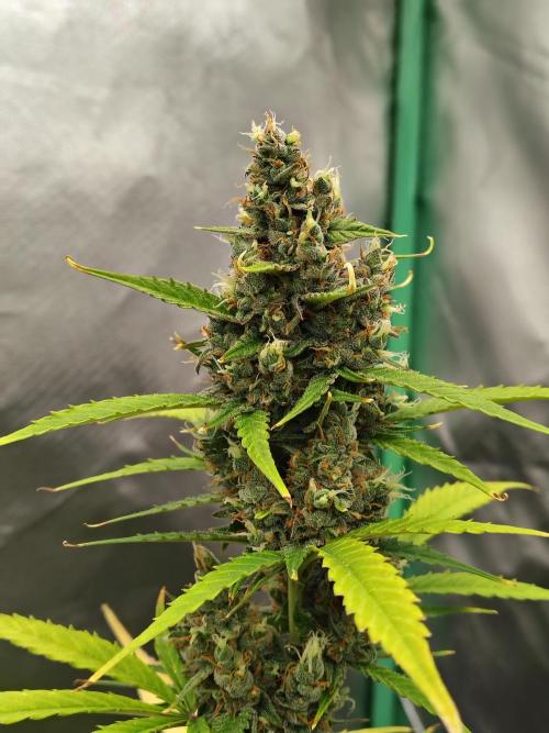 Cherry Cookies Auto. Week 10