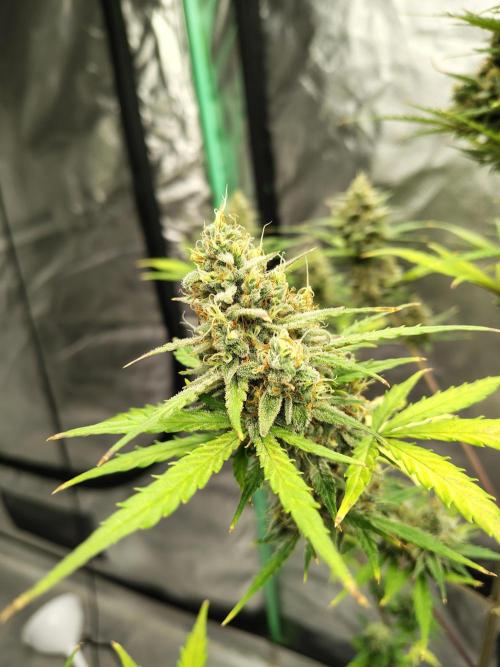 Cherry Cookies Auto. Week 10