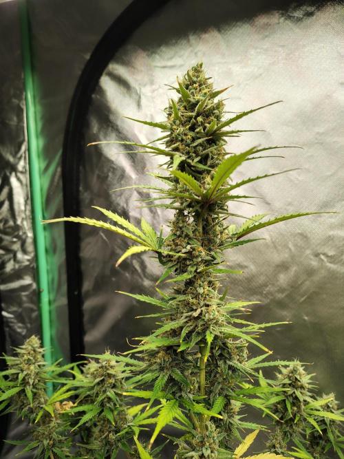 Cherry Cookies Auto. Week 10