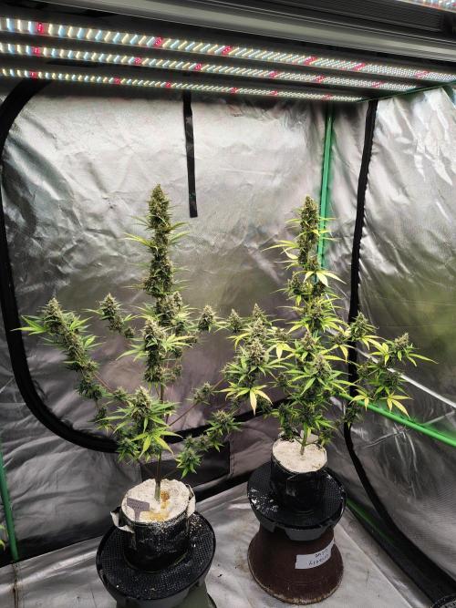 Cherry Cookies Auto. Week 10