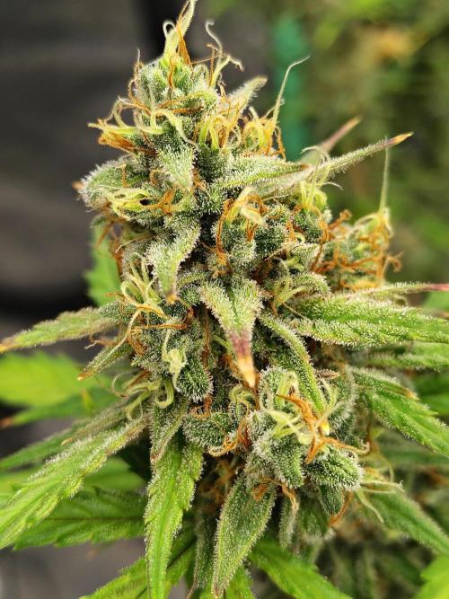 Cherry Cookies Auto. Week 10
