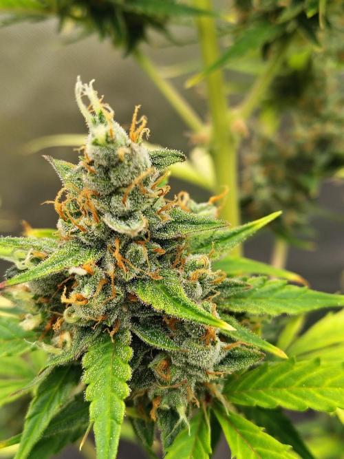 Cherry Cookies Auto. Week 10