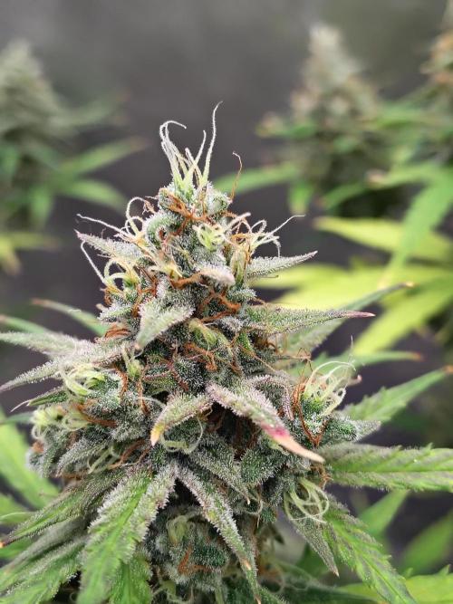 Cherry Cookies Auto. Week 10
