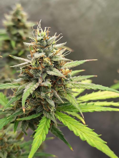 Cherry Cookies Auto. Week 10