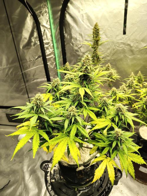 Cherry Cookies Auto. Week 10