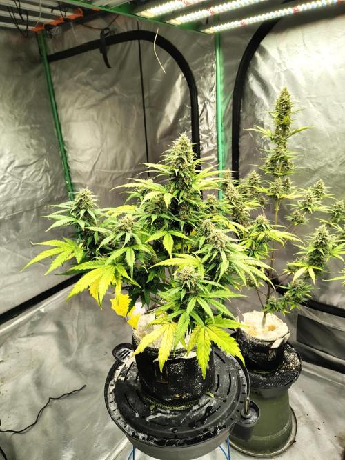Cherry Cookies Auto. Week 10