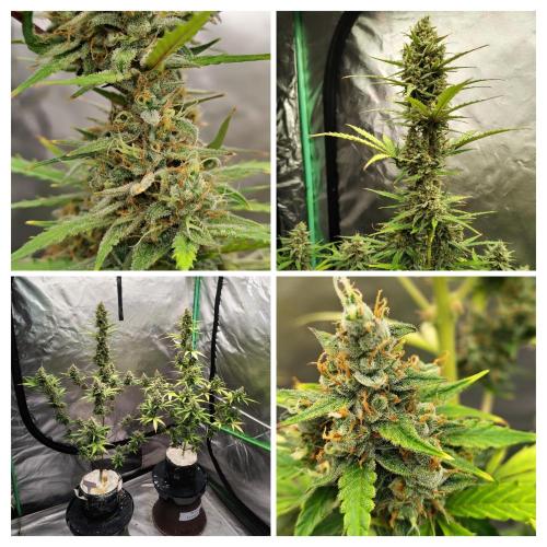 Cherry Cookies Auto. Week 10