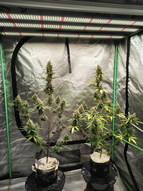 Cherry Cookies Auto. Week 10