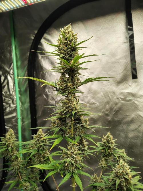 Cherry Cookies Auto. Week 10