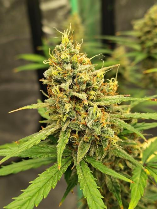 Cherry Cookies Auto. Week 10