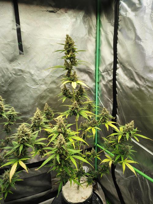 Cherry Cookies Auto. Week 10