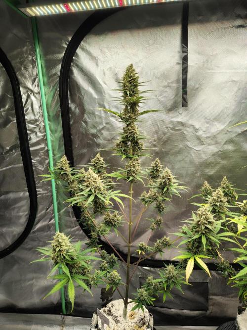 Cherry Cookies Auto. Week 10