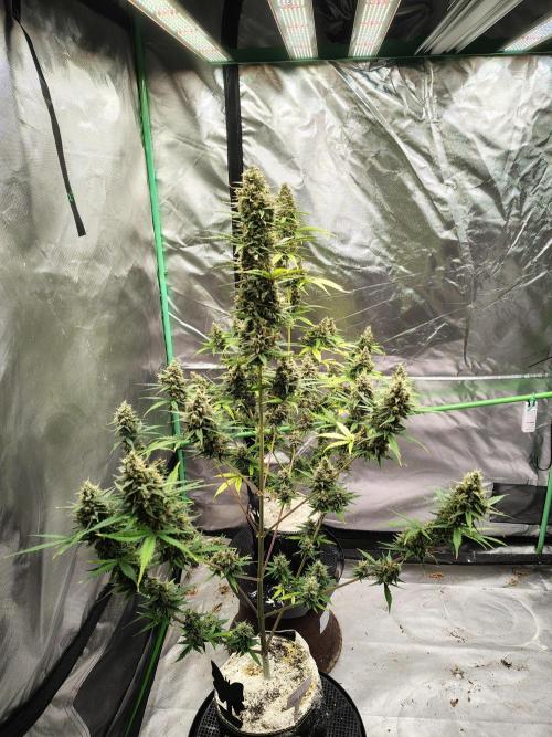 Cherry Cookies Auto. Week 10