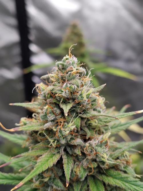 Cherry Cookies Auto. Week 10