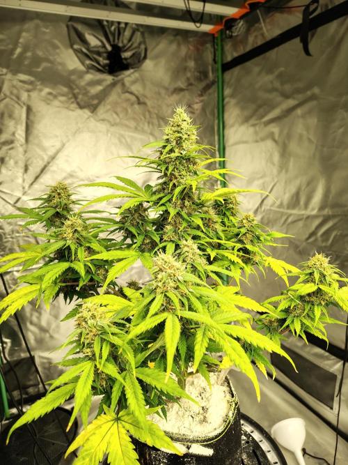 Cherry Cookies Auto. Week 10