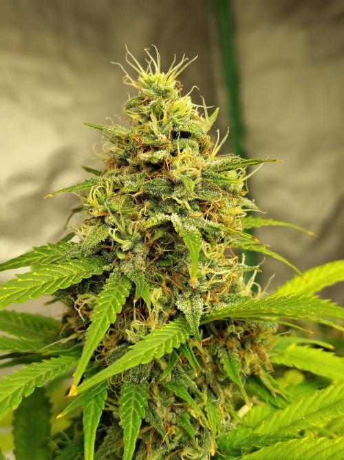 Cherry Cookies Auto. Week 10