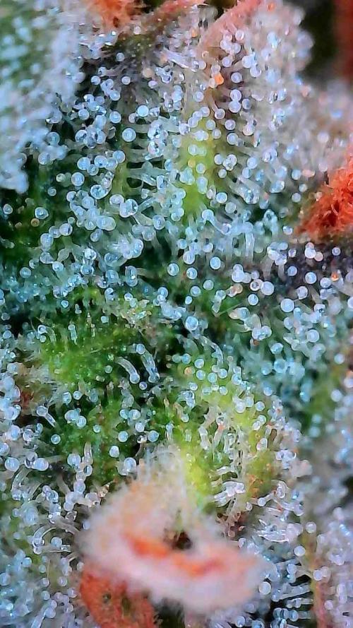 Cherry Cookies Auto. Week 10