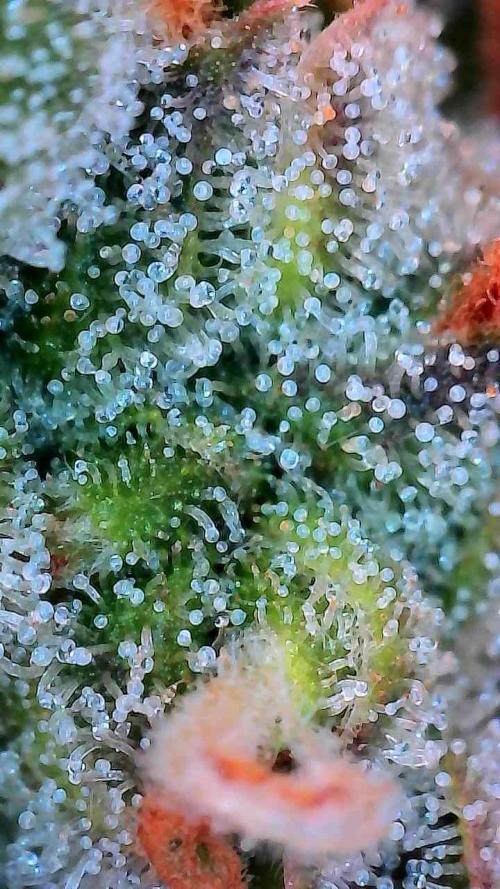 Cherry Cookies Auto. Week 10