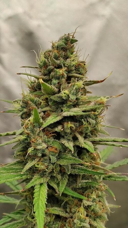 Cherry Cookies Auto